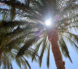 Sun shining through the fronds of a tall palm tree against a clear blue sky.
