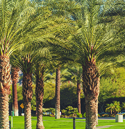 A row of palm trees in a lush, green park with bright sunlight filtering through the leaves.