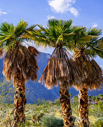 Three palm trees with brown leaves stand against a mountainous backdrop under a clear blue sky.