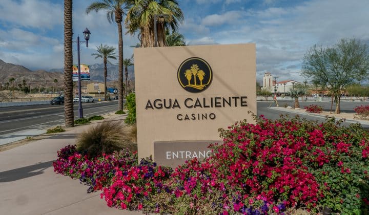 Sign for Agua Caliente Casino surrounded by red and purple flowers, with palm trees and mountains in the background.