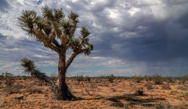 beautiful-shot-of-joshua-tree-national-park-in-vic-2025-02-09-01-27-26-utc (1) (1)