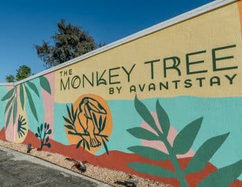 the_monkey_tree
