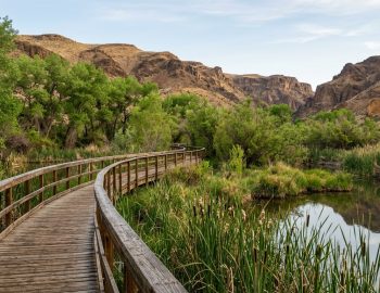Big Morongo Canyon Preserve in Morongo Valley, California