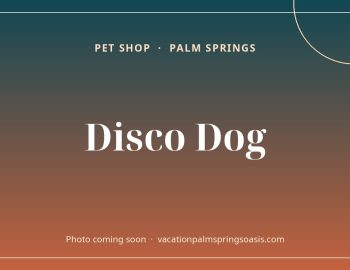 Disco Dog