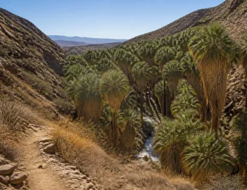 Trail leading into a palm oasis in a desert canyon