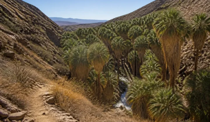 Trail leading into a palm oasis in a desert canyon