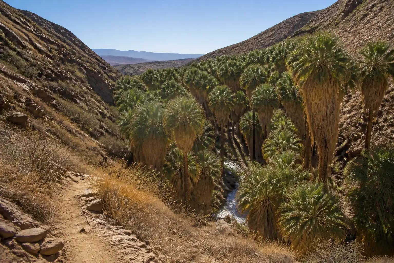 Trail leading into a palm oasis in a desert canyon