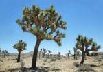 Joshua trees scattered across a dry desert landscape under a clear blue sky.