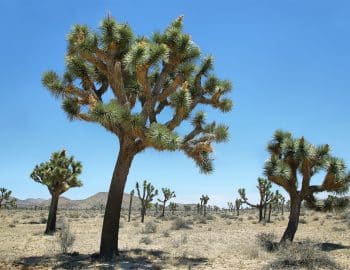 joshua_tree