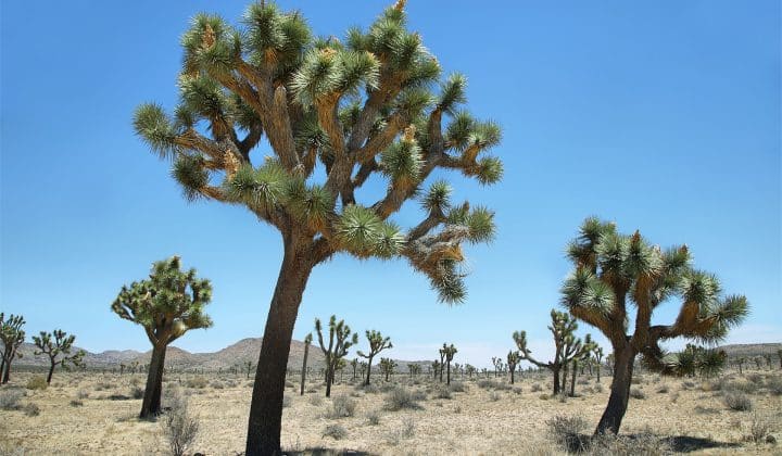 joshua_tree